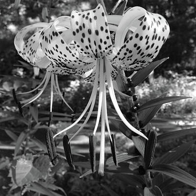 Lilies Photos - Lilies by Tom Reynen