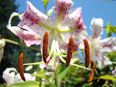 From The Kitchen - LILY FLOWER Close Up Macro PINK LILIES Blue Sky Baslee by Patti Baslee