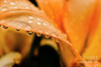 Lilies Photos - Lily in the Rain by Thomas R Fletcher