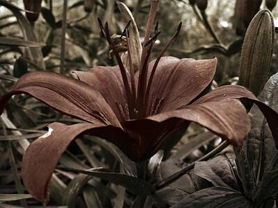 Lilies Digital Art - Lily Life  by Robert Nacke