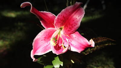 Lilies Royalty-Free and Rights-Managed Images - Lily Moment by Allen Nice-Webb