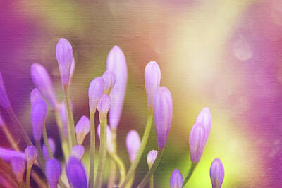 Lilies Photos - Lily of The Nile Buds in Summer  by Carol Japp