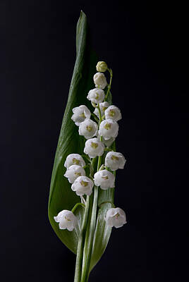 States As License Plates - Lily of the Valley on Black by Patti Deters
