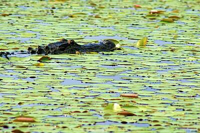Brilliant Ocean Wave Photography - Lily Pad Gator by Robert Wilder Jr