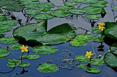 Lilies Photos - Lily Pad Pond by Frozen in Time Fine Art Photography