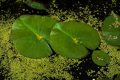 Lilies Royalty-Free and Rights-Managed Images - Lily Pad Pond by Steve Gadomski