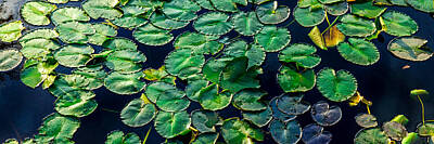 Lilies Royalty Free Images - Lily pads on blue Royalty-Free Image by Geoff Mckay