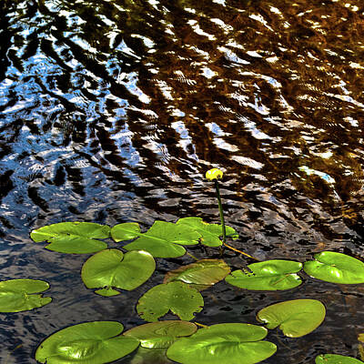 Lilies Photos - Lily Pads on First Lake by David Patterson
