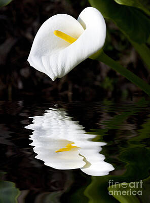 White Roses - Lily reflection by Sheila Smart Fine Art Photography
