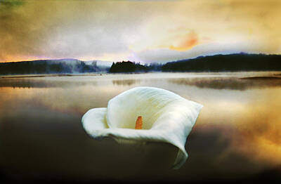 Lilies Rights Managed Images - Lily Rising Royalty-Free Image by Yuri Lev