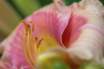 Lilies Photos - Lily by Sanford Tullis