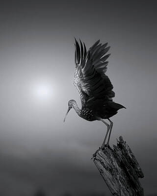 Mark Andrew Thomas Royalty-Free and Rights-Managed Images - Limpkin on a Foggy Morning by Mark Andrew Thomas