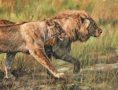 Animals Royalty-Free and Rights-Managed Images - Lion and Lioness by David Stribbling