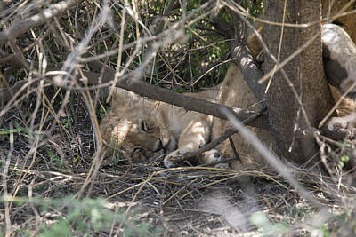 Bath Time - Lion cub sleeping in bush, Serengeti, Tanzania by Karen Foley