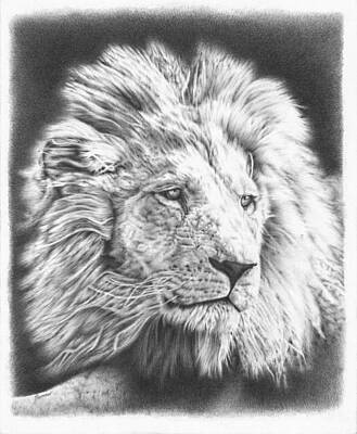 Animals Drawings - Fluffy Lion by Casey 