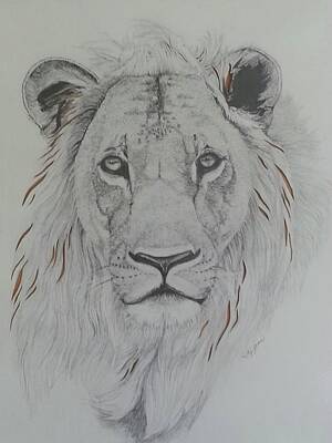 Animals Drawings - Lion by Elizabeth Waitinas