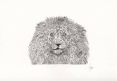 Animals Drawings - Lion King by Pedro Brito Soares