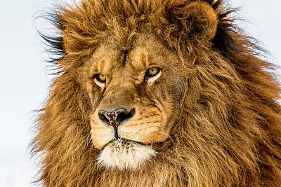 Beverly Brown Fashion Rights Managed Images - Lion Royalty-Free Image by Mike Centioli