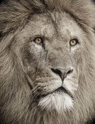 Portraits Photos - Lion portrait by Paul Neville