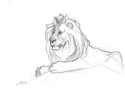 Animals Drawings - Lion sketch by Matthew Withington