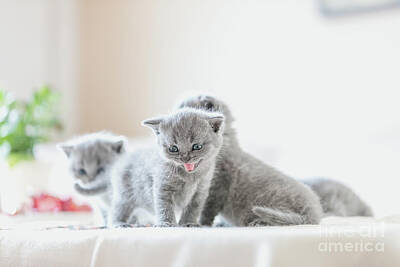 Animals Photo Royalty Free Images - Litter of kittens in home. British Shorthairs Royalty-Free Image by Michal Bednarek