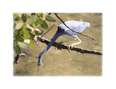 Studio Grafika Science - Little Blue Heron Going for Fish with Framing by Carol Groenen