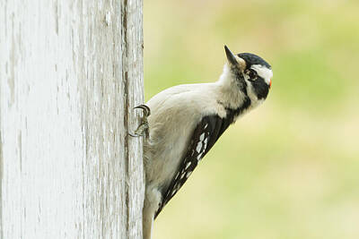 Airplane Paintings Royalty Free Images - Little Downy Woodpecker Royalty-Free Image by Holden The Moment