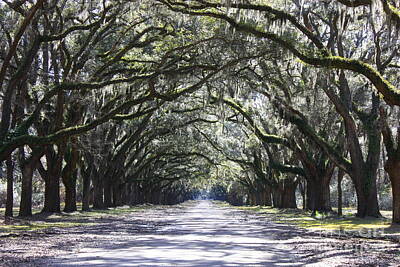 Landscapes Photos - Live Oak Lane in Savannah by Carol Groenen