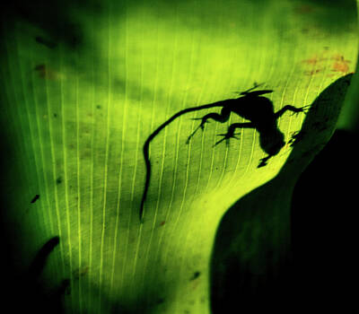 Seascapes Larry Marshall - Lizard in Silhouette by Gabrielle Harrison