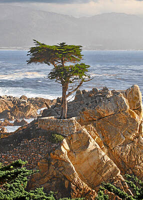 Landscapes Royalty-Free and Rights-Managed Images - Lone Cypress - The icon of Pebble Beach California by Alexandra Till