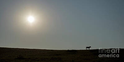 Animals Photos - Lone Horse at Teddy Roosevelt National Park by Twenty Two North Photography