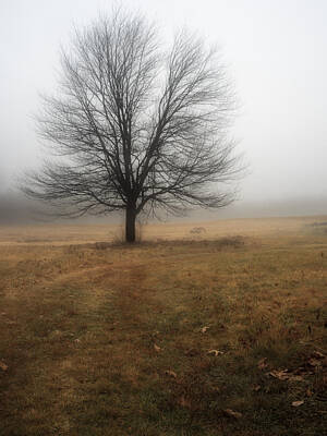 The Beatles - Lone Maple Tree In Fog by R Scott Photography