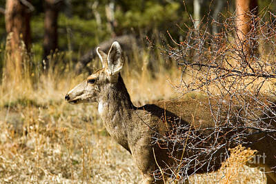 Steven Krull Photos - Lone Mule Deer Doe in the Pike National Forest by Steven Krull