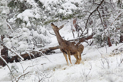 Steven Krull Photos - Lone Mule Deer in Heavy Snowfall by Steven Krull