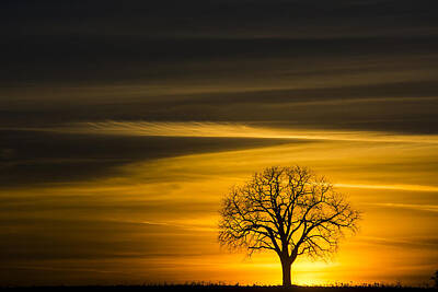 Nba Photos - Lone Tree - 7061 by Steve Somerville