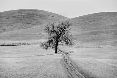 Popsicle Art Royalty Free Images - Lone Tree in the Palouse Royalty-Free Image by Jon Glaser
