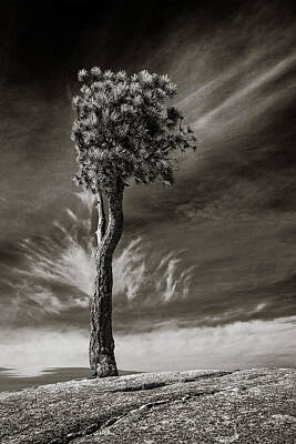 Wildlife Photography - Lone Tree by Rikk Flohr