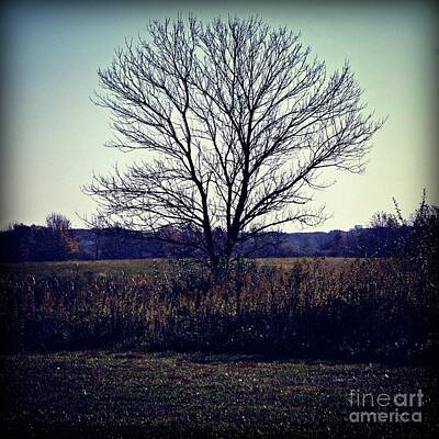 Frank J Casella Royalty-Free and Rights-Managed Images - Lone Tree Silhouette in Field - Color Square by Frank J Casella