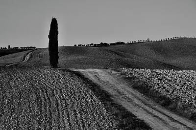 Design Turnpike Books Rights Managed Images - Lonely cypress tree bw Royalty-Free Image by Ivan Slosar