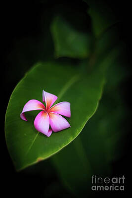 The Playroom - Fallen Plumeria by Kelly Wade