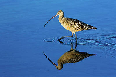 Lets Be Frank - Long-billed Curlew by Brian Knott Photography