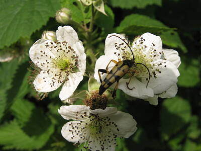 Edward Hopper - Longhorn beetle on white flower of blackberry bush by Lenka Rottova