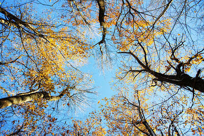 Forest Landscape - Look Up by Alana Ranney