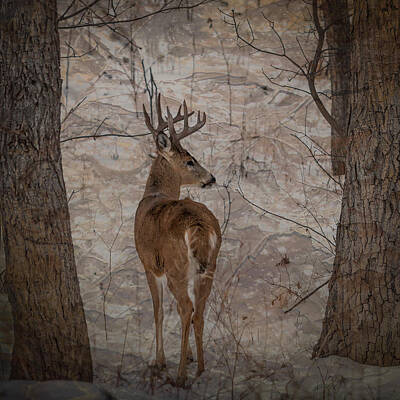 Too Cute For Words - Looking Back Buck by Patti Deters