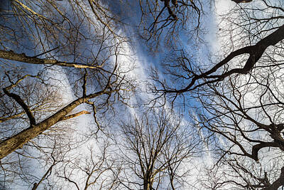 Caravaggio Royalty Free Images - Looking up from a wooded trail Royalty-Free Image by George Kenhan