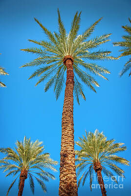 Dragons - Looking Up Palm Trees and Sky Vertical by David Zanzinger