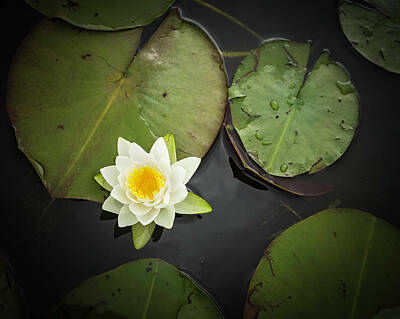 Florals Photos - Lotus Flower 1 by Tom Clark