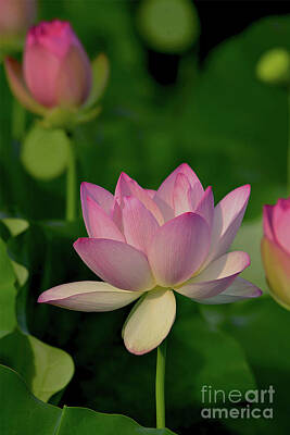 Antlers - Lotus Garden 8997 by Terri Winkler