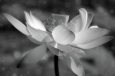 Lilies Mixed Media - Lotus With Bokeh Black and White by Georgiana Romanovna