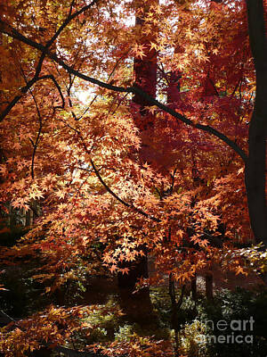 Keith Richards - Lovely Autumn Tree by Carol Groenen